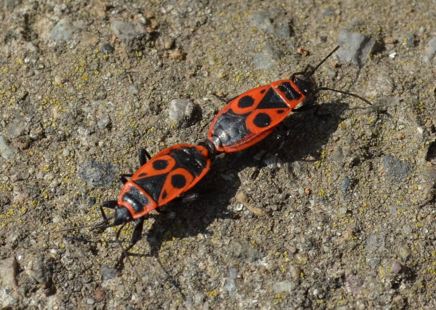 Pyrrhocoris apterus? S